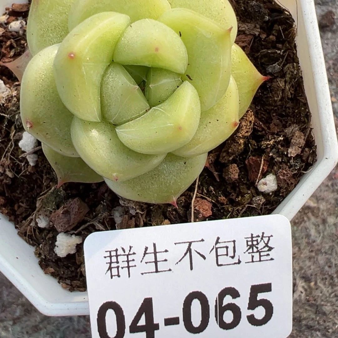 小卡拉米糖心一物一拍4-65