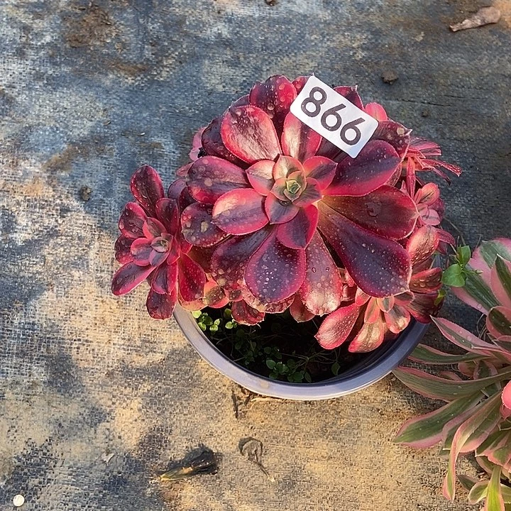 一****0美杜莎多肉866多肉不包断