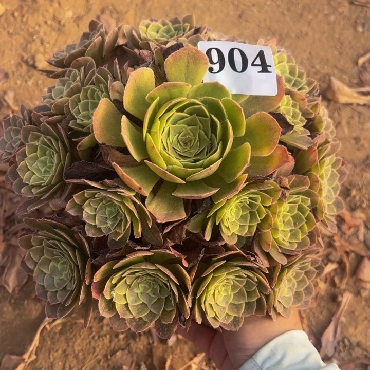 万绿锦多肉植物904