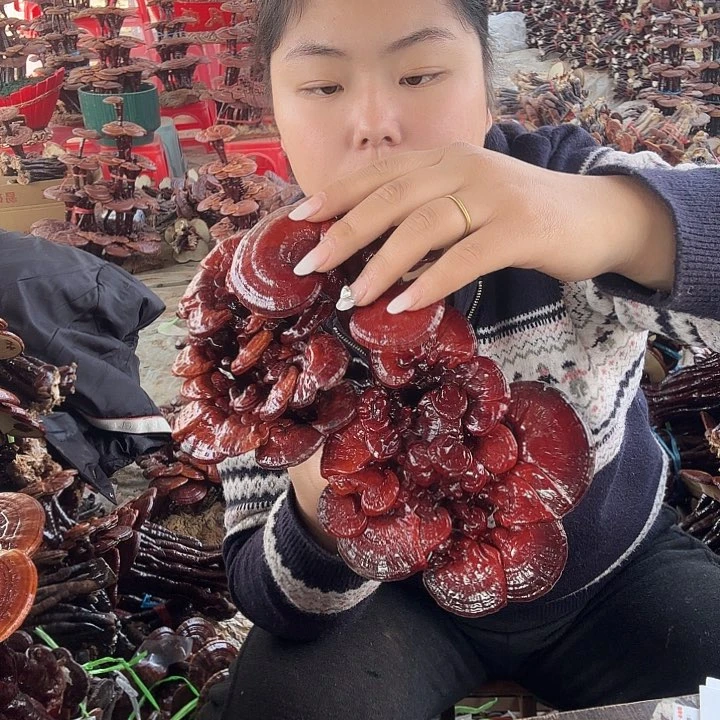 无花朵常*灵芝花开了吗我