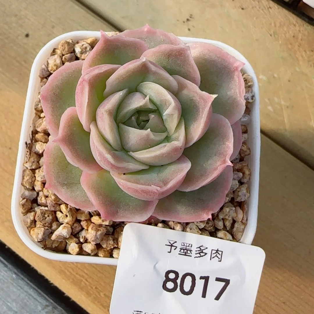 虾饺，8017多肉植物