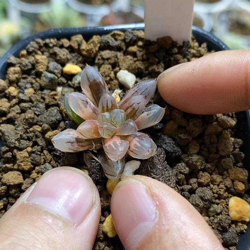 【闪购商品】77玫瑰金