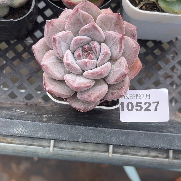 没***琪阿雅园艺。    10527