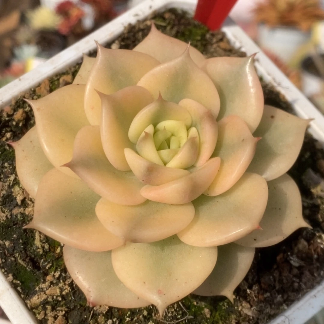 325贝加尔湖锦锦锦锦锦