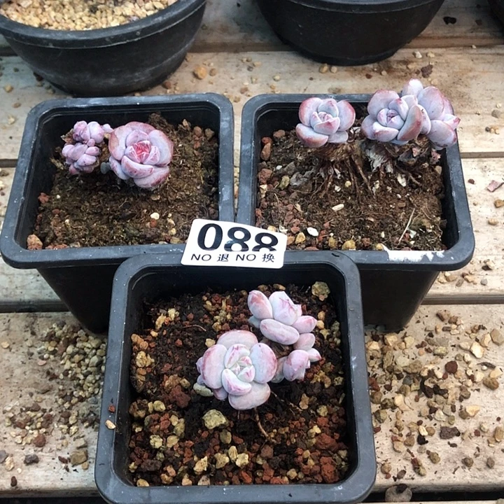 星影石榴籽福利出咯 088