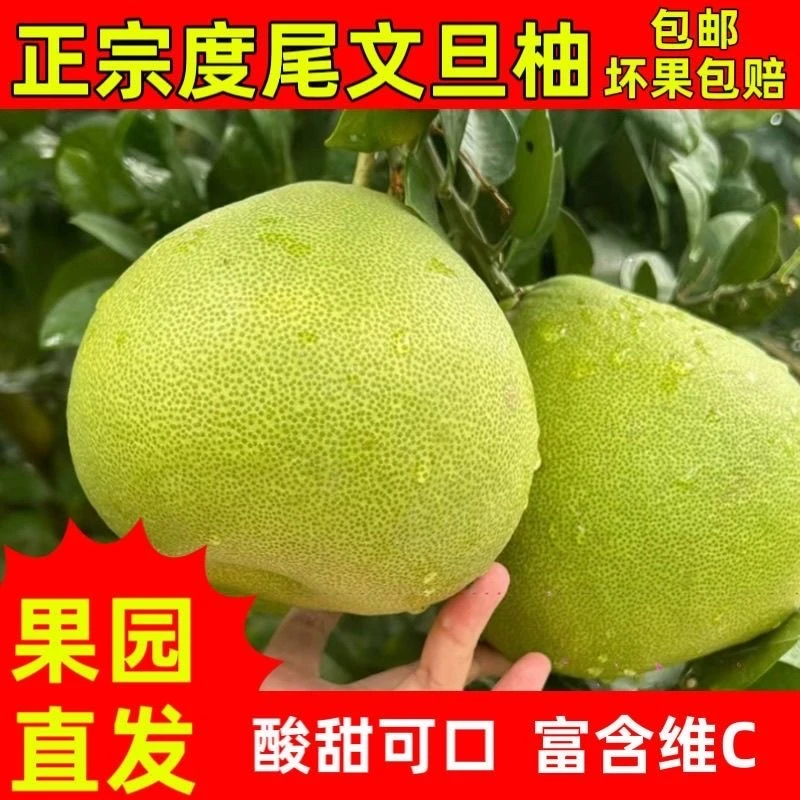 【有孔好果 30年老树】福建仙游度尾红心文旦柚  新鲜水果树上现采
