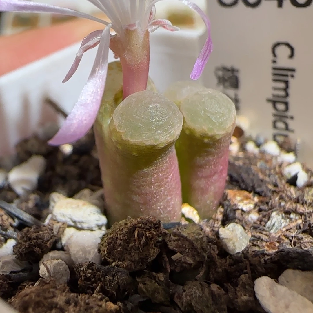 肉锥多肉植物组合-粉樱130