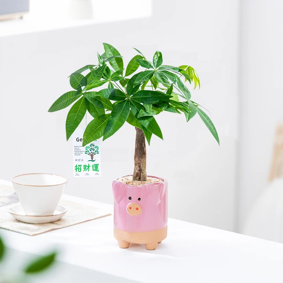 发财树小盆栽办公室绿植室内花卉好养桌面趣味盆景植物摆件送礼物