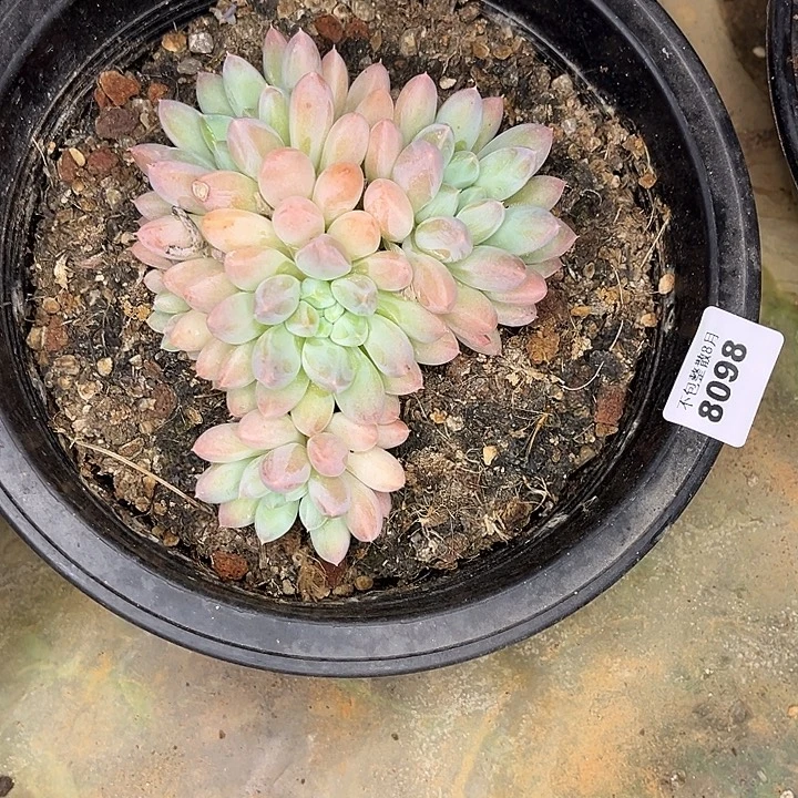 阿雅园艺。      8098奶糖