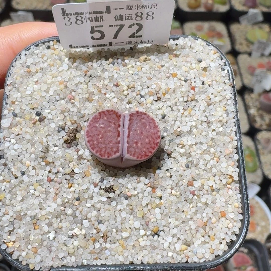 Ssss好货也清了572