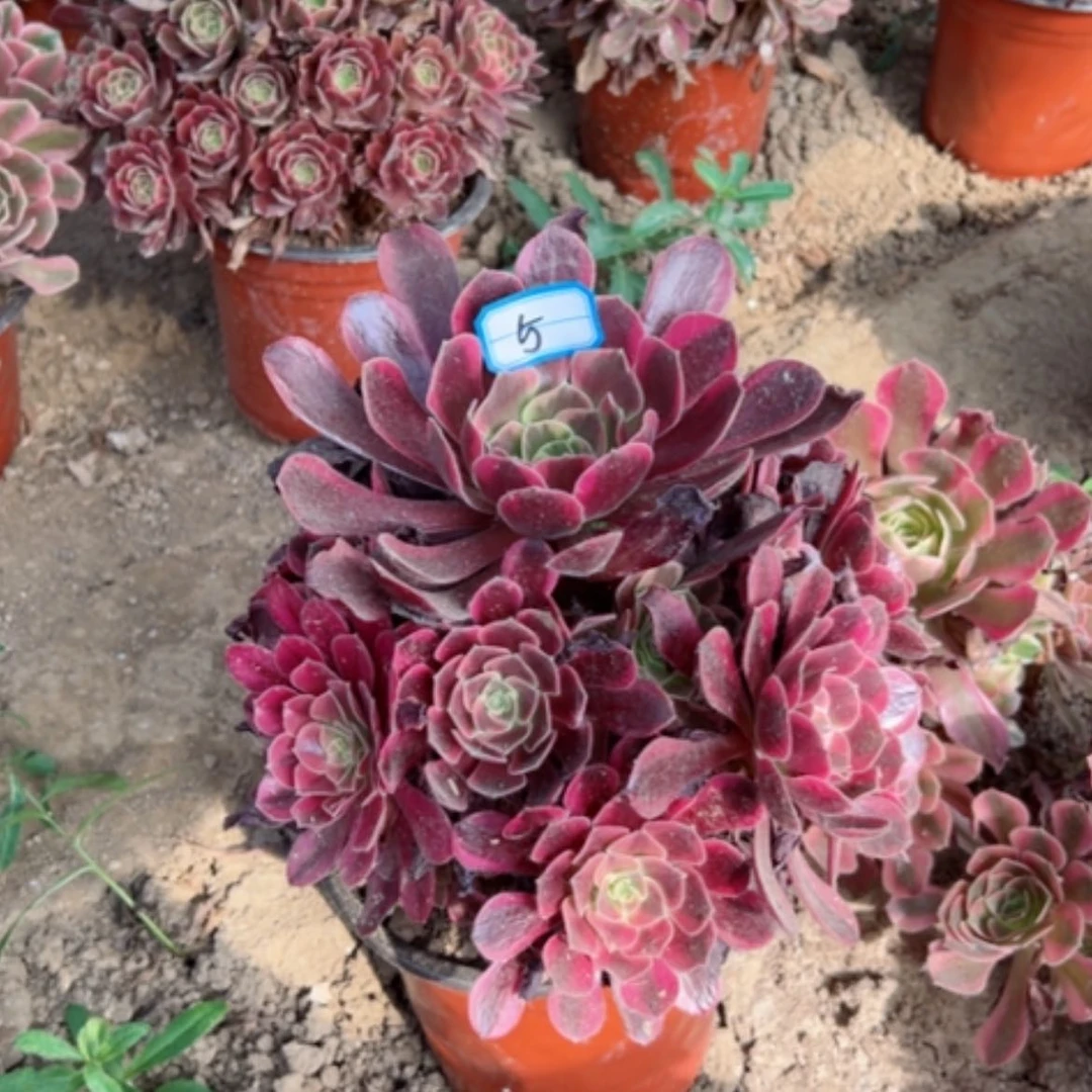 【闪购商品】多肉植物爱神5