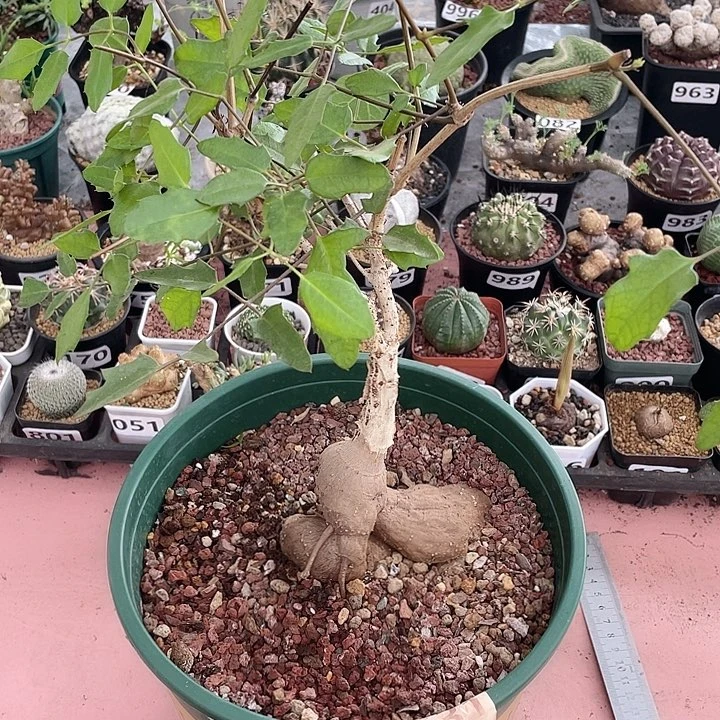531超大象足葡萄翁
