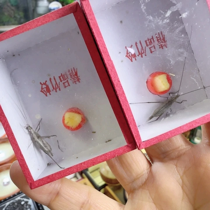 紫竹连口2只啊啊啊啊啊