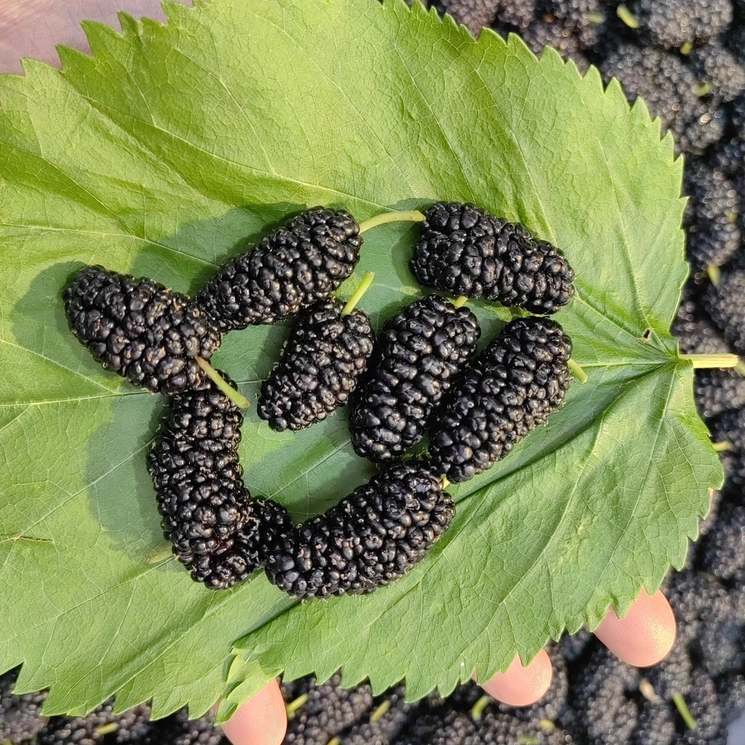 桑椹500克桑葚干