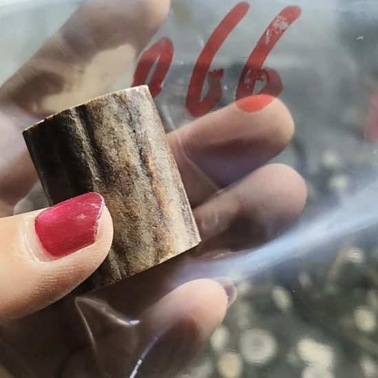 阿***本鹿角鹿角鹿角鹿角鹿角鹿角