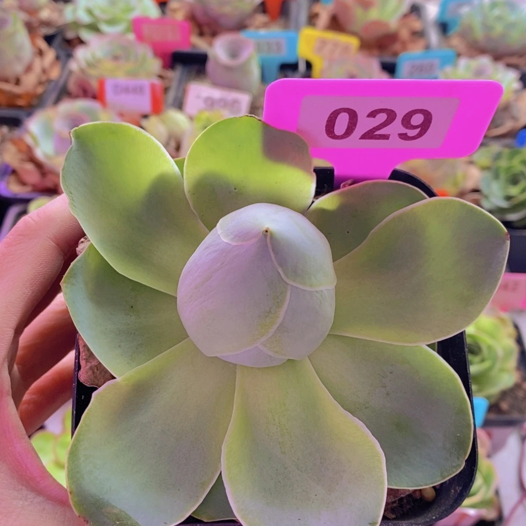 山地玫瑰一物一拍姹紫嫣红029