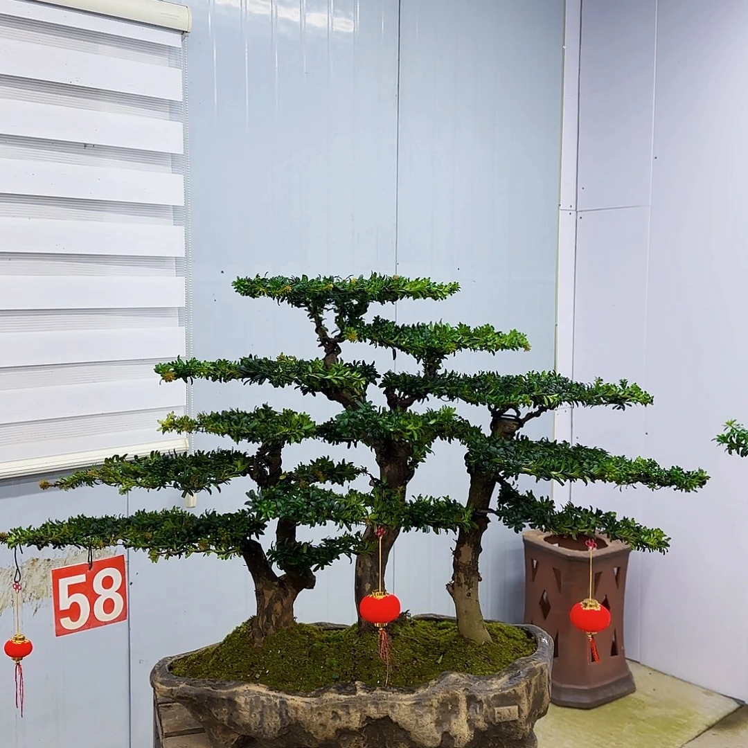 无花朵罗汉松盆景