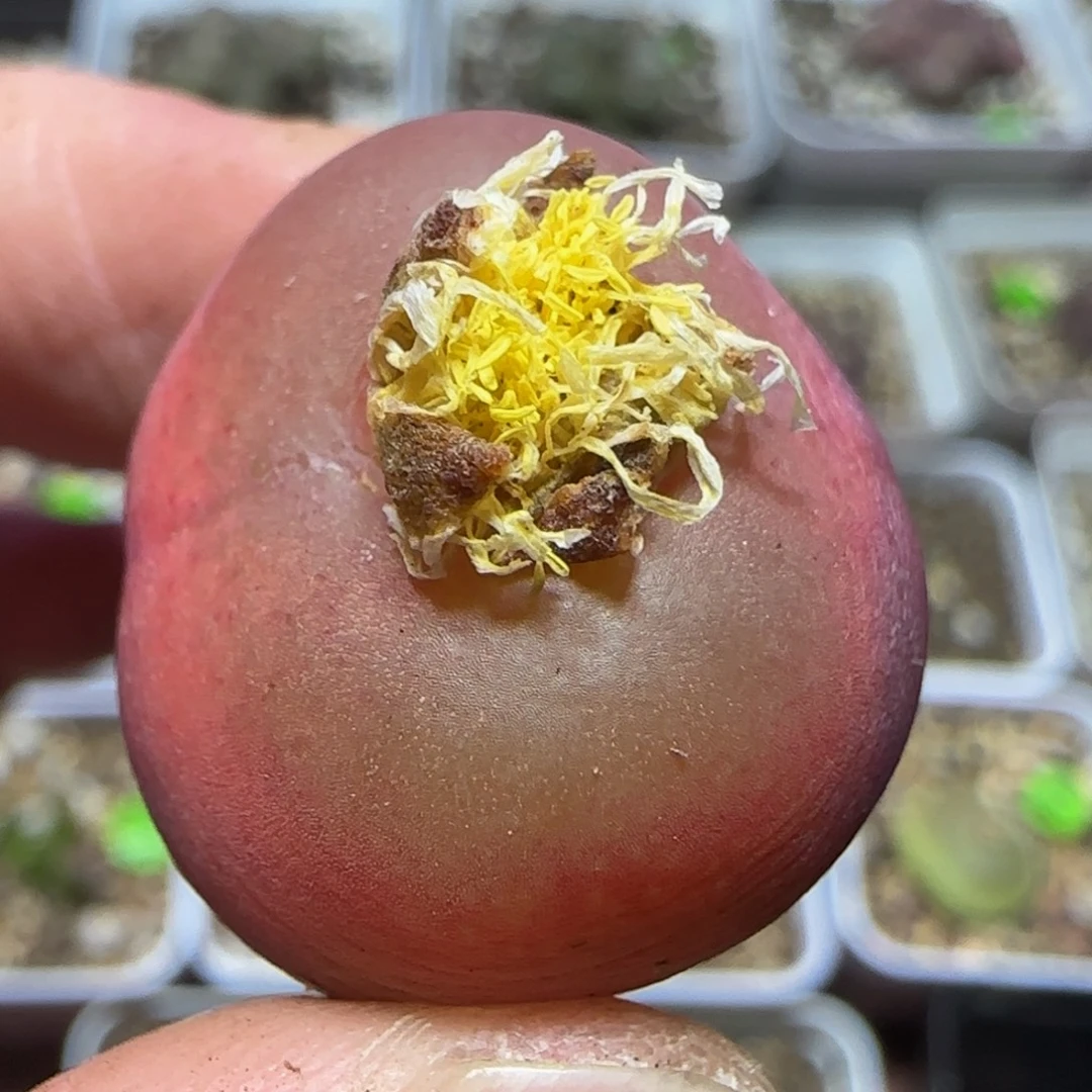 2.2+漂亮多肉植物6