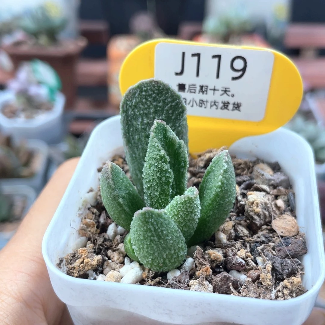 念***头冰魄。   119。