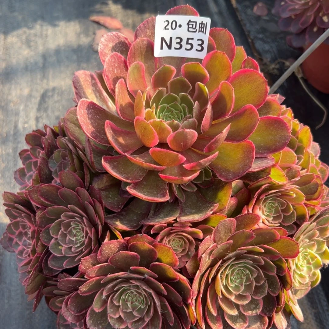 353粉花妖，多肉法师