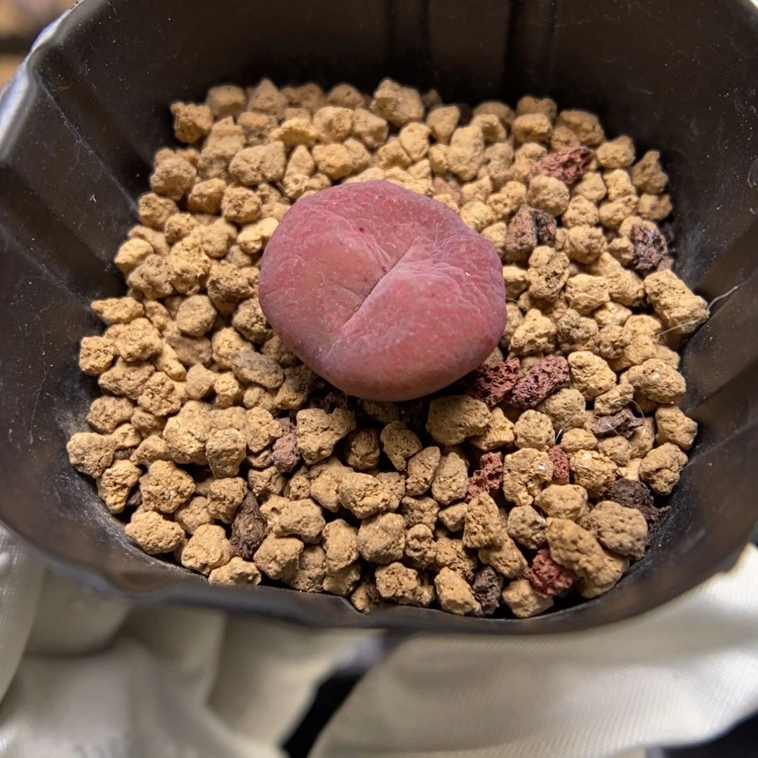 多肉植物肉锥杂交K-3571