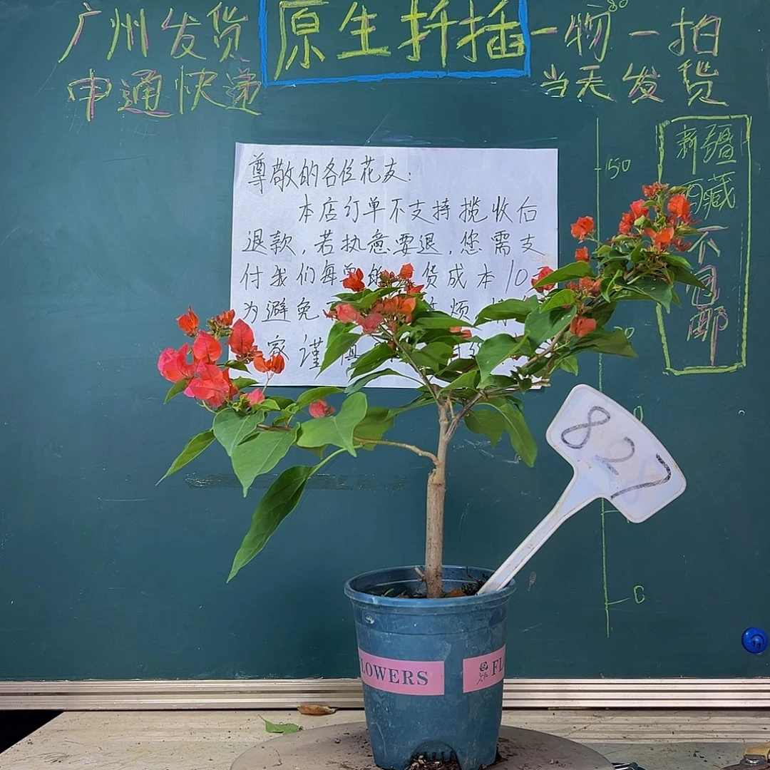 当前无花栽培后可以开花绿叶夕阳红827