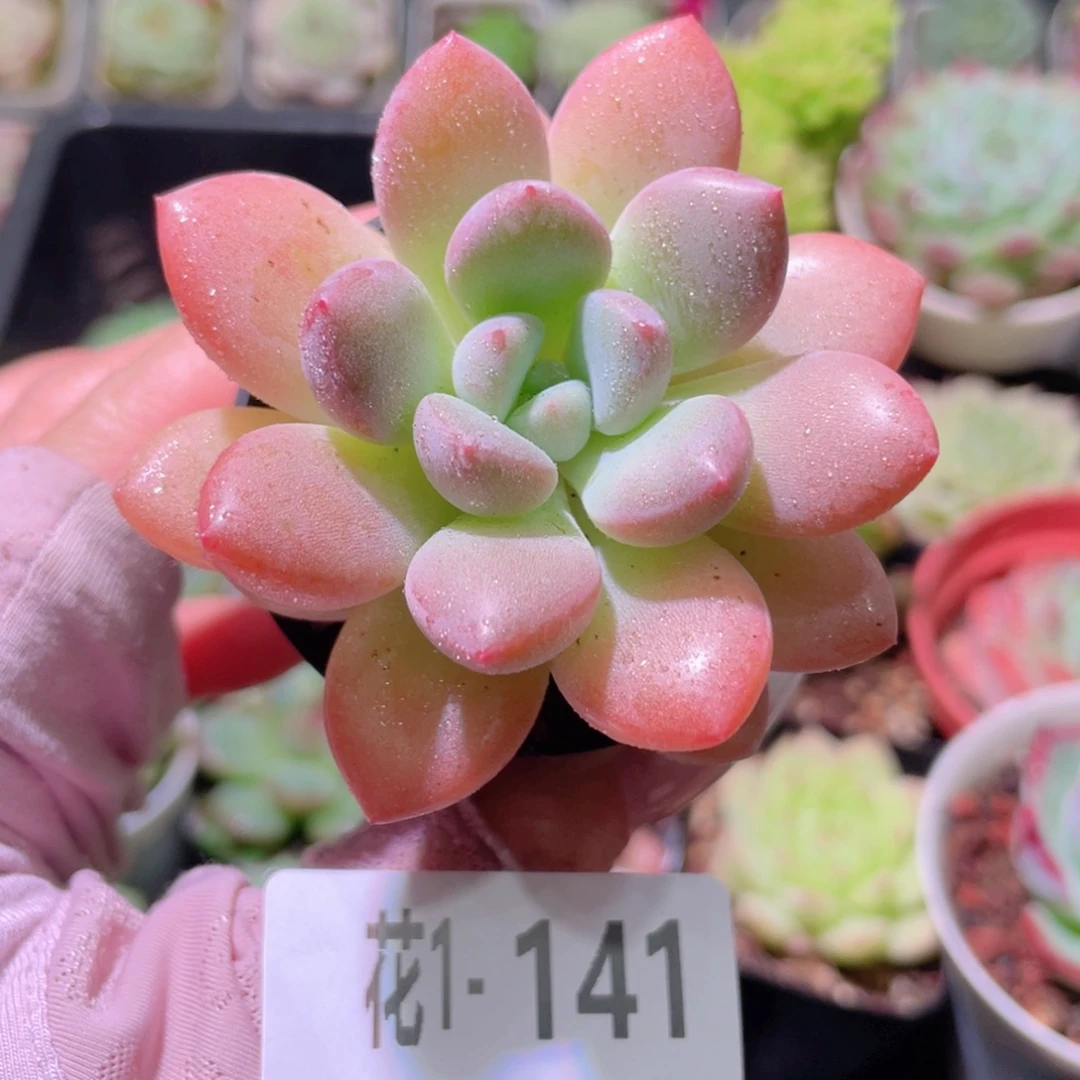 花利美1-141白鹭单头