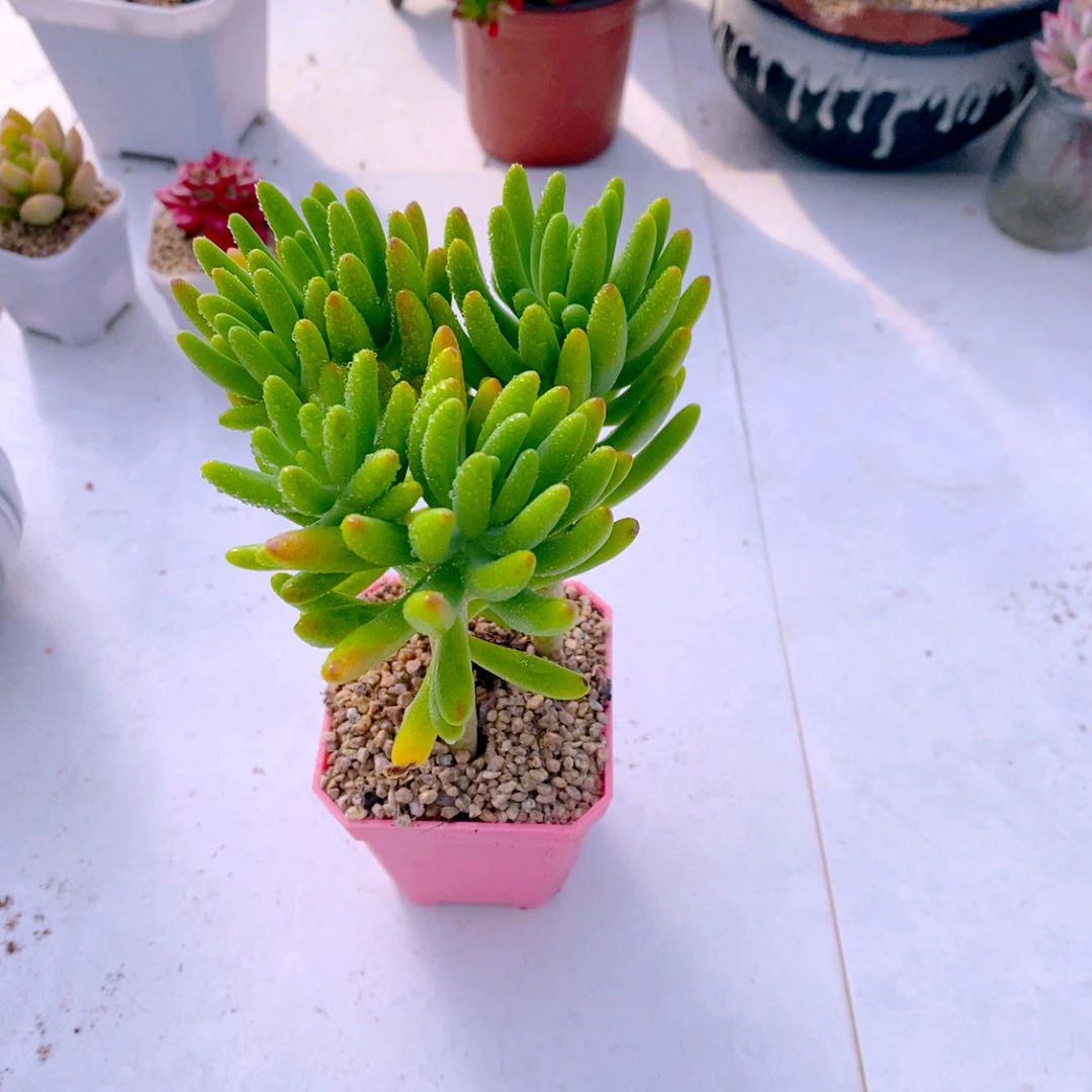 多肉植物八千代三颗50