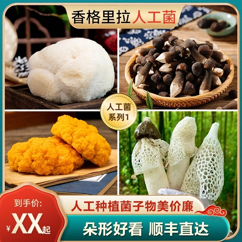 【人工菌系列1】织金竹荪/金耳/猴头菇/黑皮鸡枞菌云南新鲜野生菌