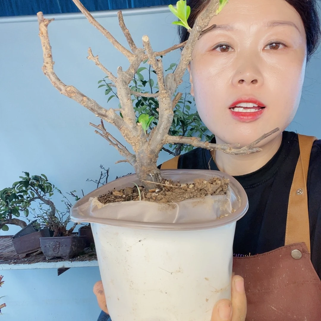 无花朵海棠252525