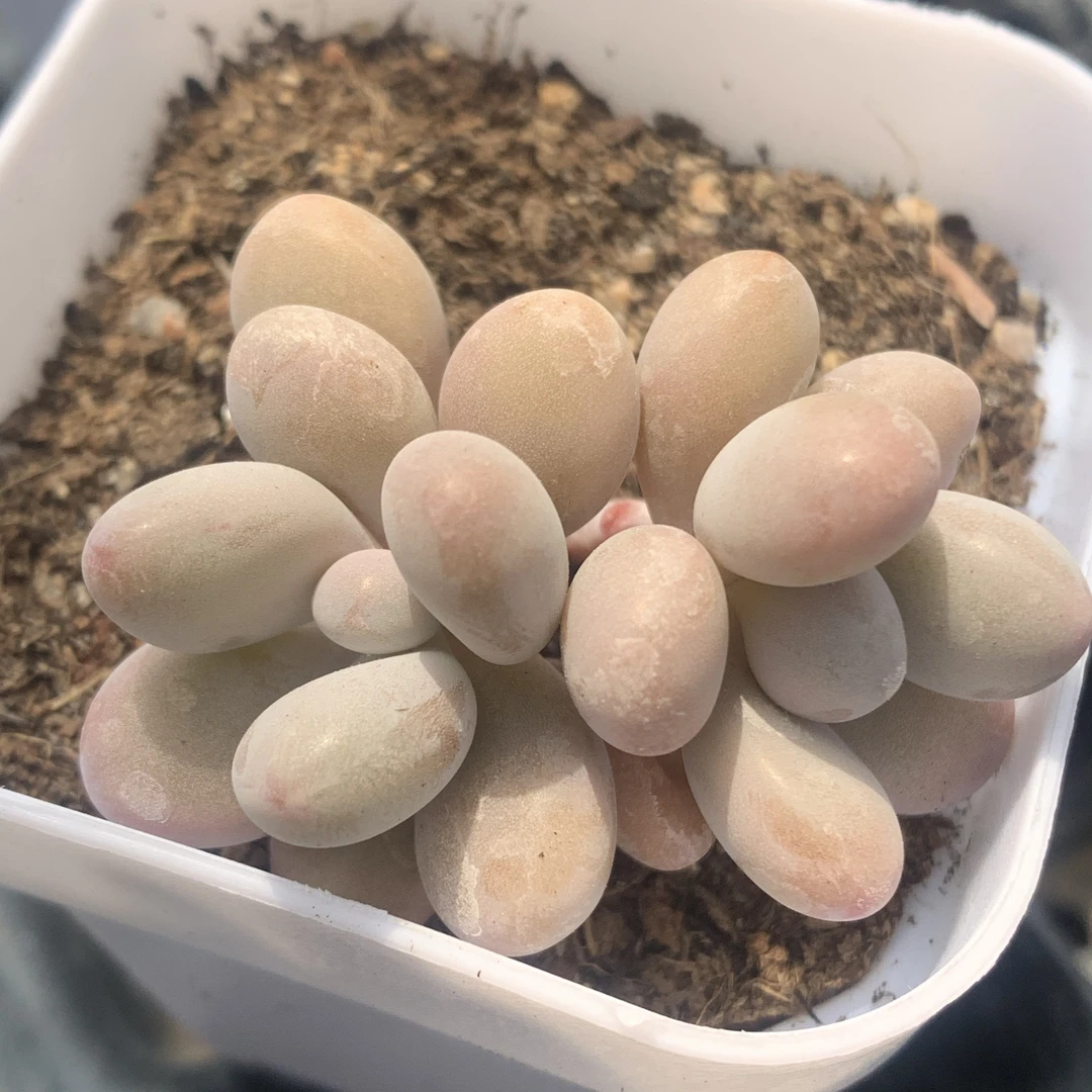 双头桃蛋10颗一组