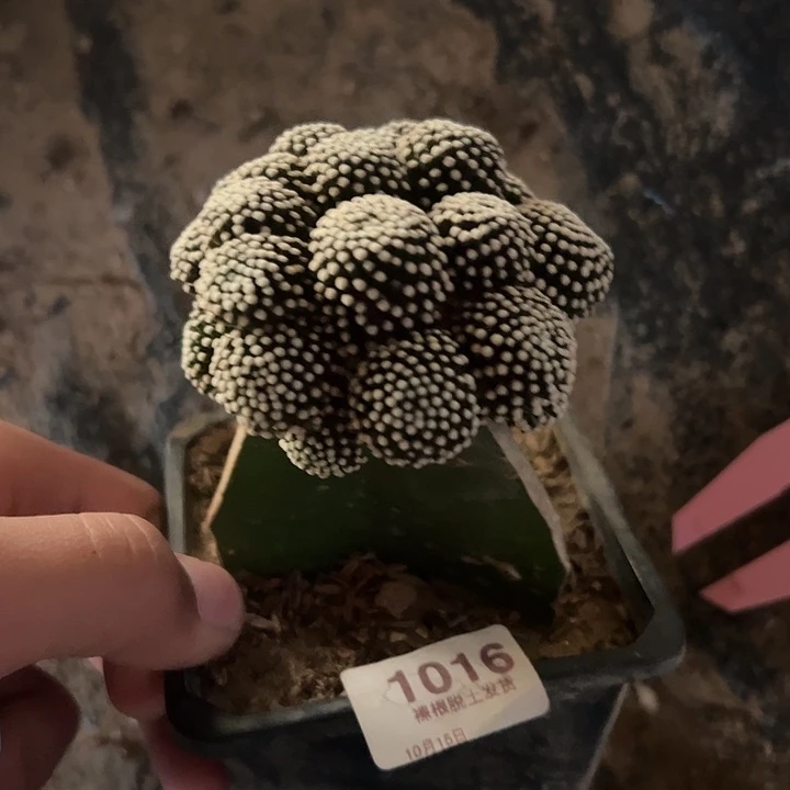 1016号松针牡丹三角嫁接6.3厘米左右