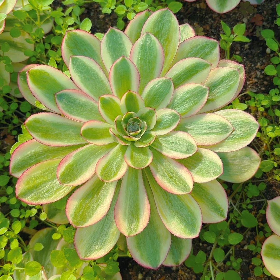 万白多肉植物手捧