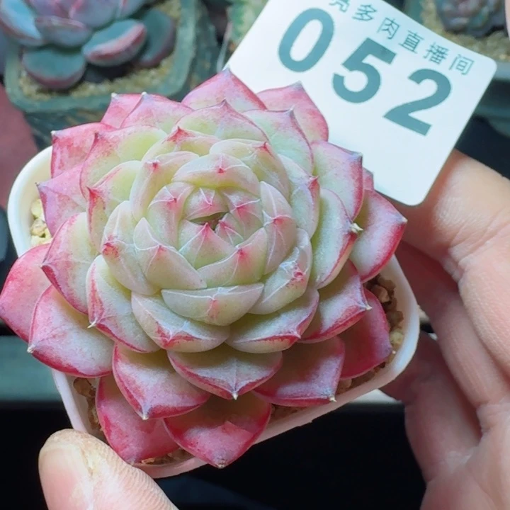 梦冉优选         精控精养多肉植物