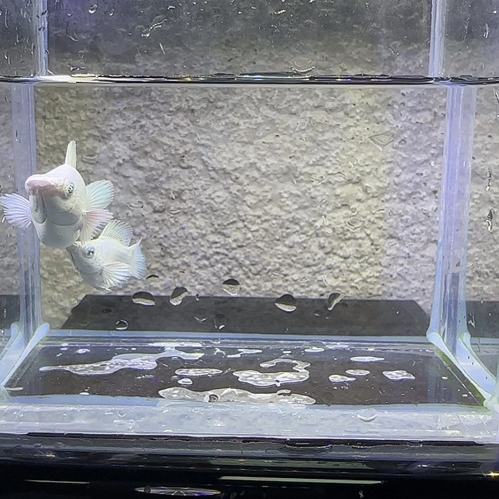 孔雀鱼瓷白圆尾玛丽。2号