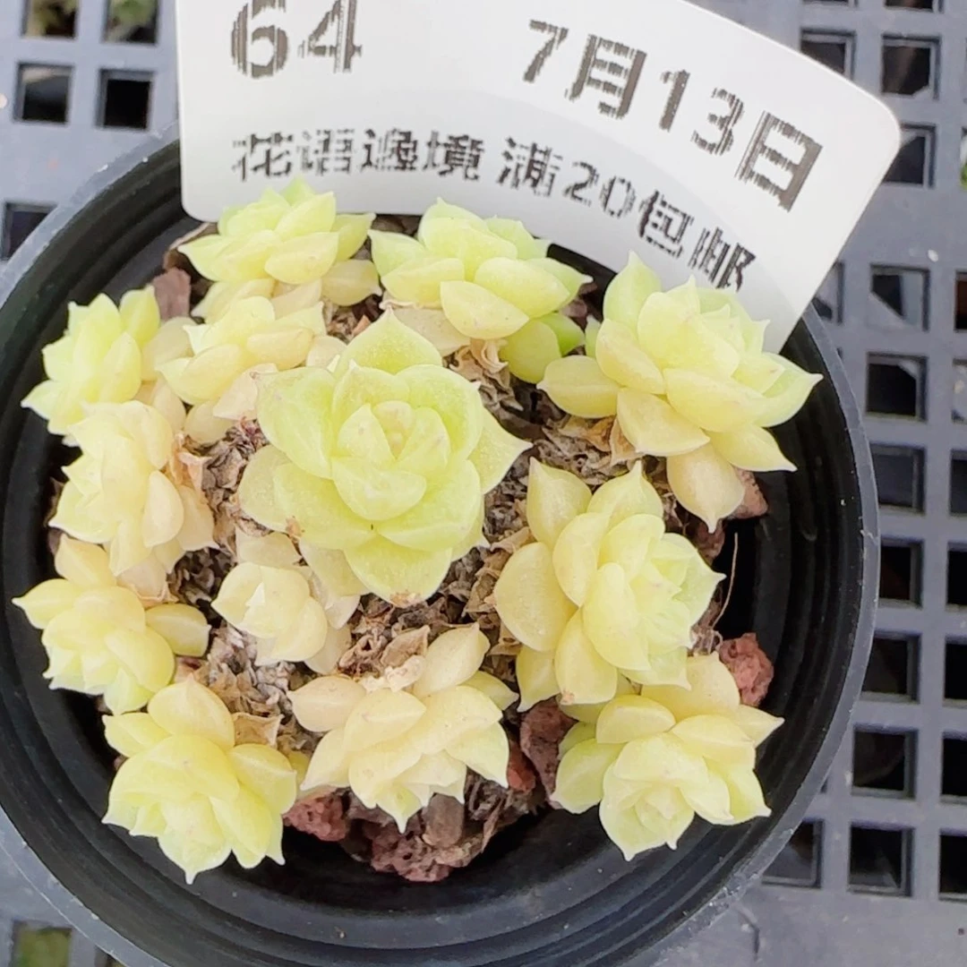 狗***板花语逸镜0713-64散