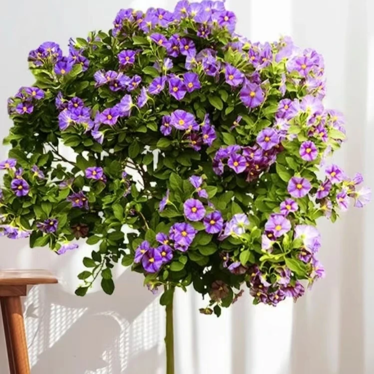 蓝花茄棒棒糖  盆栽种植花园庭院阳台室外新手易养护观赏植物