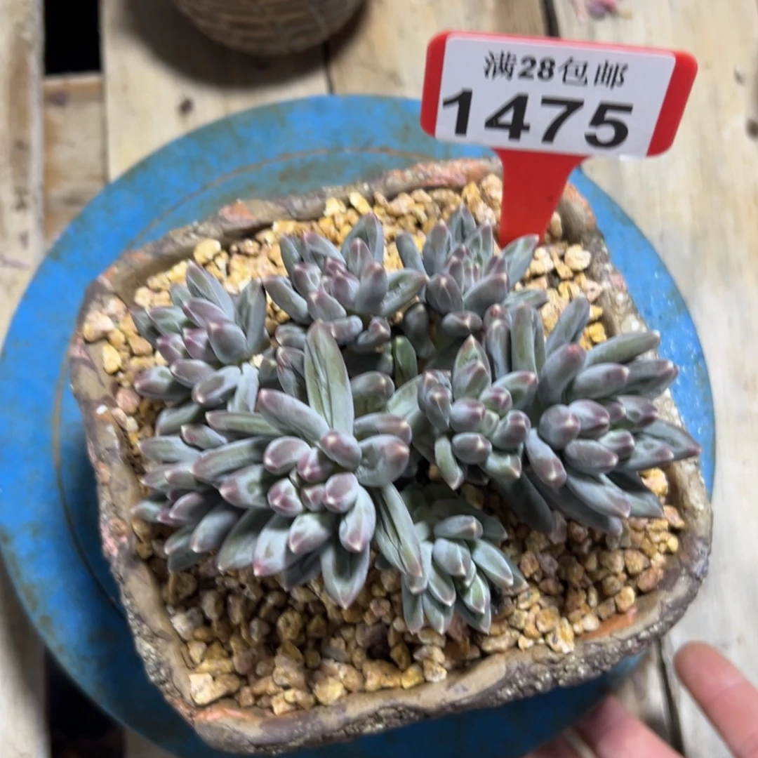 1475伊卡鲁斯，冠服12