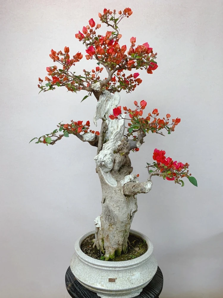 同安红三角梅舍利干精品老桩盆景