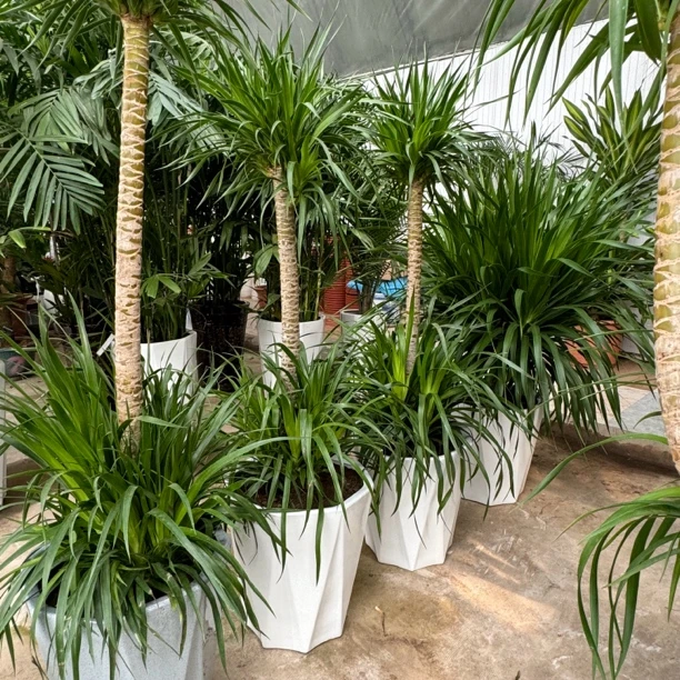 双层龙须造型1米5左右白瓷盆1盆