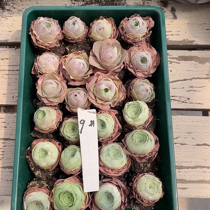 山地玫瑰9号，一物一拍24颗2.7cm左右