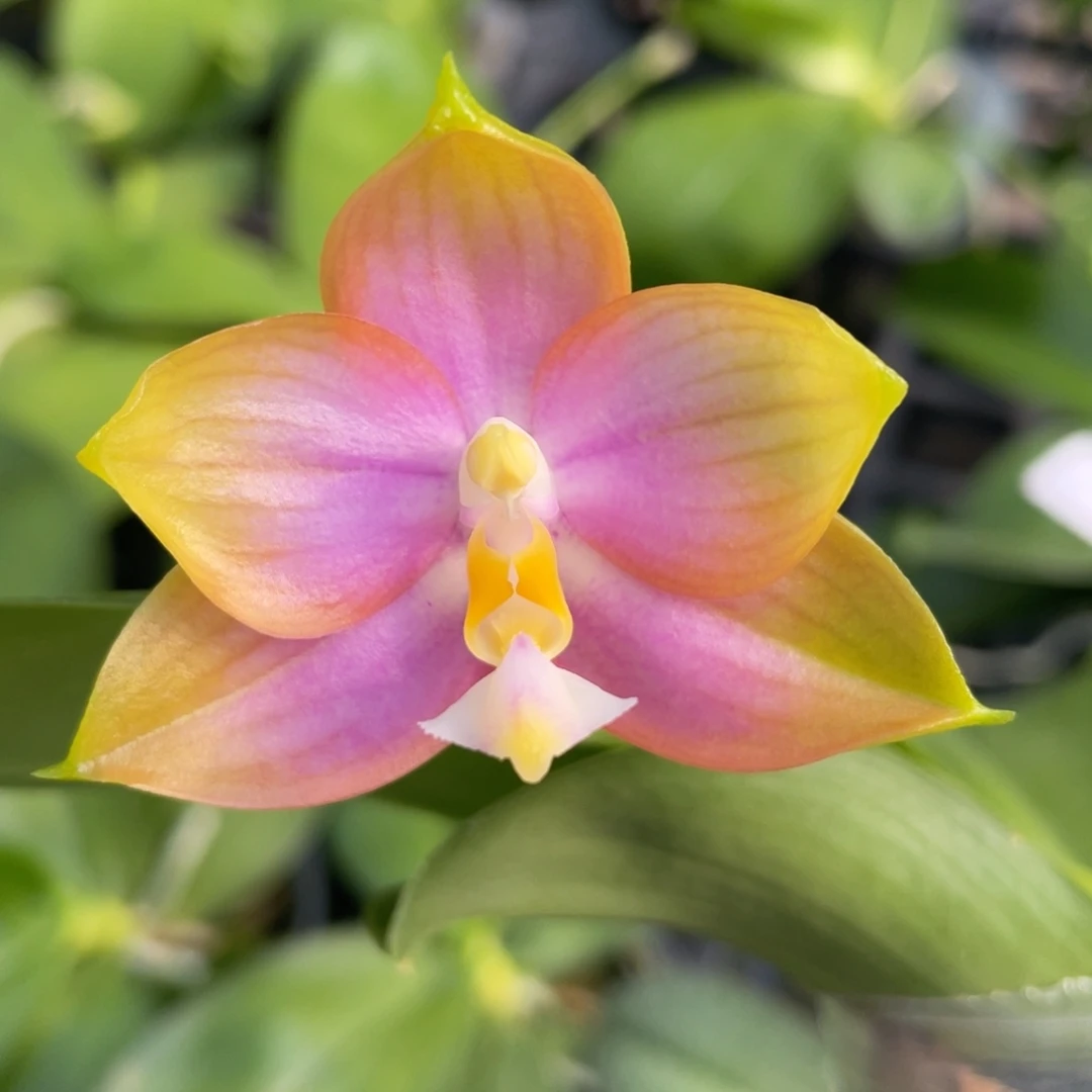 完全开放222222222