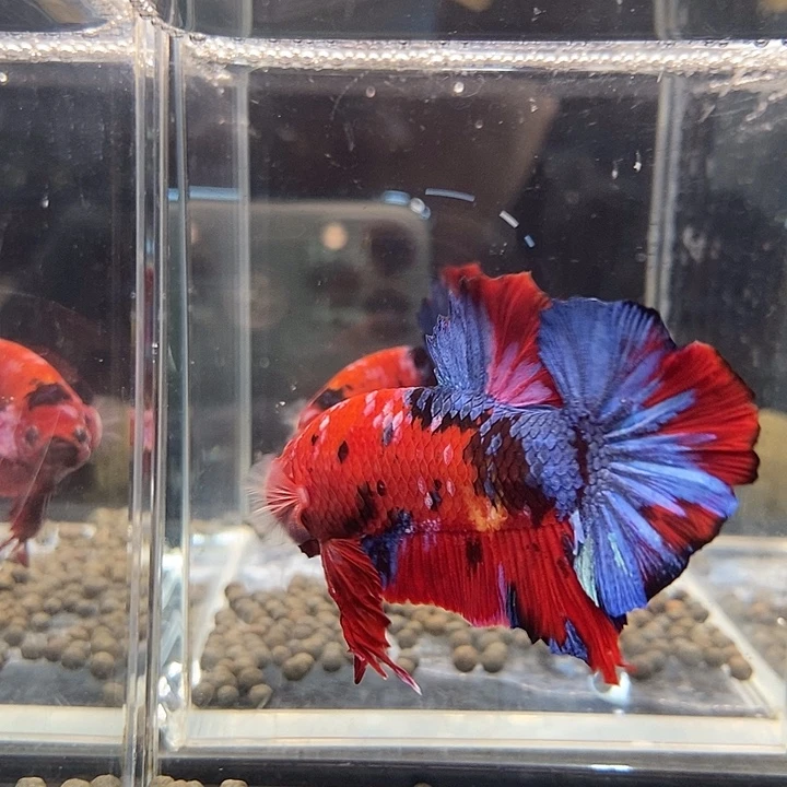 斗鱼黑344号巨斗将军