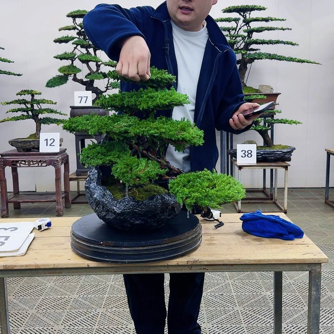 盆景柏树造型盆景