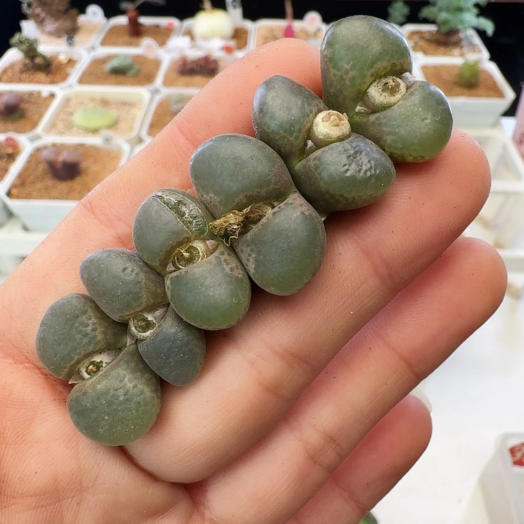 紫罗兰瑕疵福利介意慎拍707