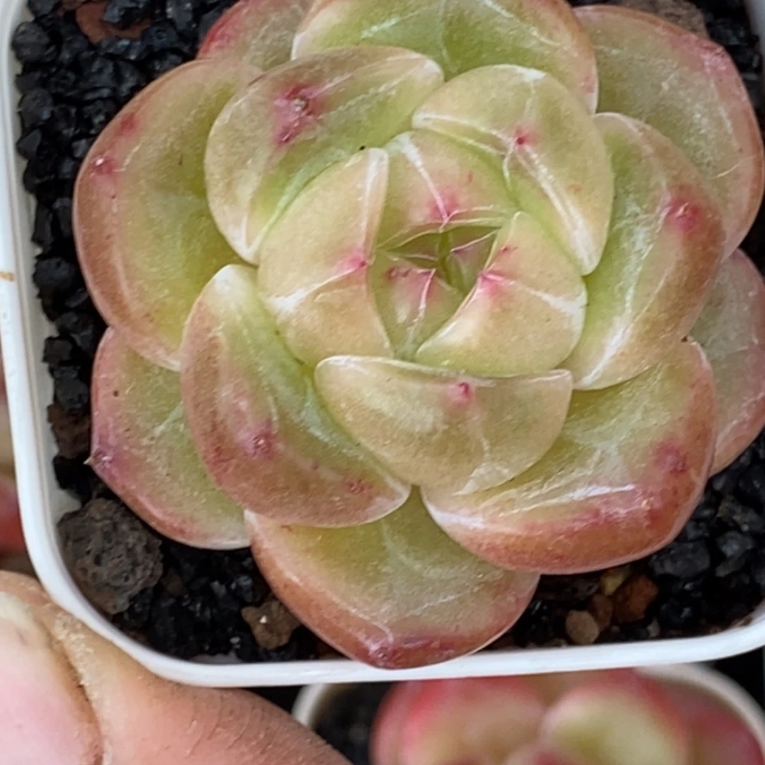 天官赐福百无禁忌