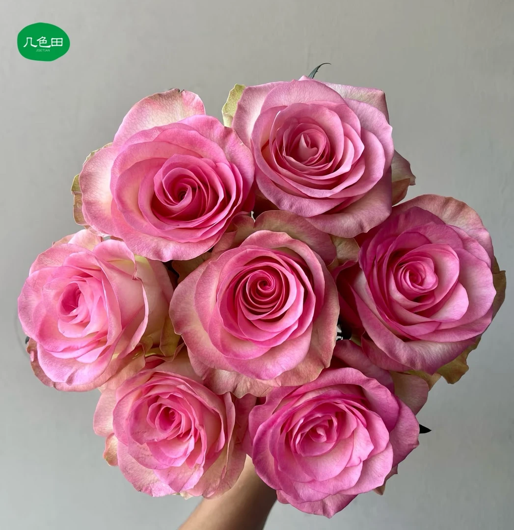 水精灵----稀有单头玫瑰云南直发鲜花云南花插花鲜花