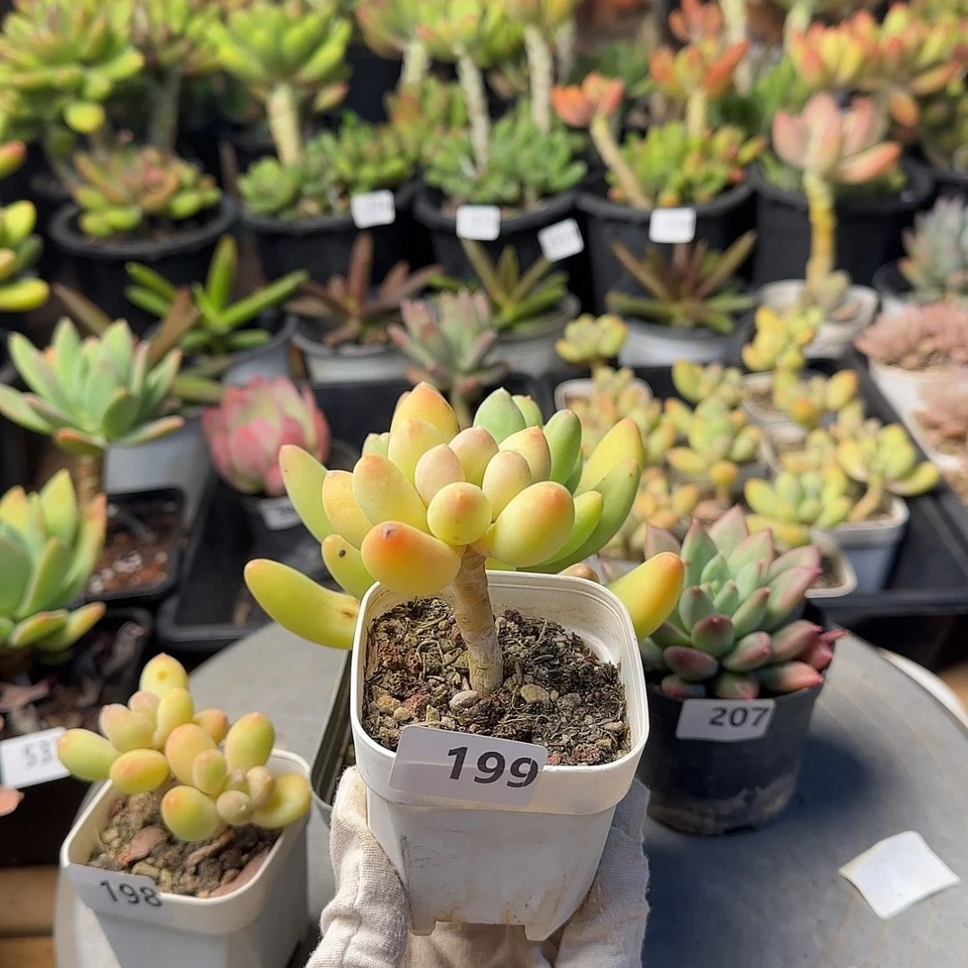 廖**辰199 号 一物一拍