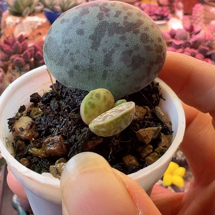 +**～可以说是一种生活方式