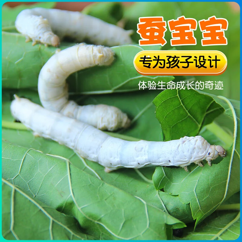 蚕宝宝学生科学养蚕套装春蚕活体彩色茧蚕卵蚕籽活物桑叶饲养工具